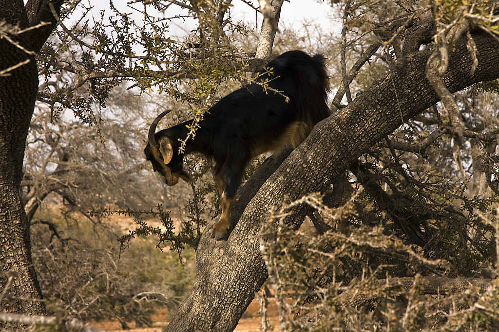 Goat-in-a-Tree. Not our photo… taken in Morocco and shared by Wayne Hodgkinson. Thanks, Wayne!